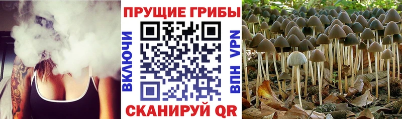 Галлюциногенные грибы Psilocybine cubensis  Ершов 